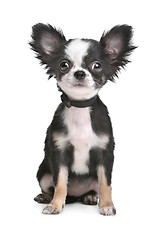 Image showing Long haired chihuahua puppy