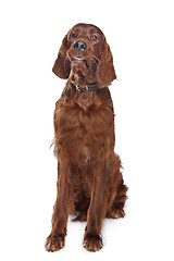 Image showing Irish setter