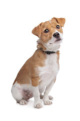 Image showing mixed breed dog