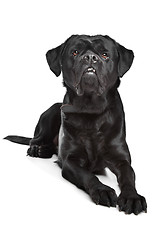 Image showing black mixed breed dog