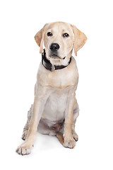 Image showing yellow Labrador