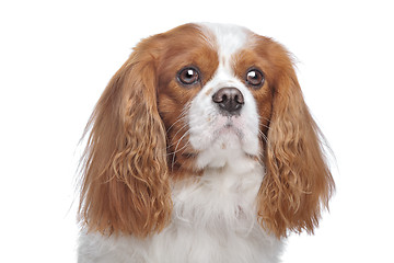 Image showing Cavalier King Charles Spaniel Blenheim