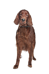 Image showing Irish setter