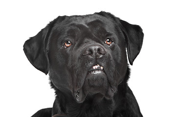 Image showing black mixed breed dog