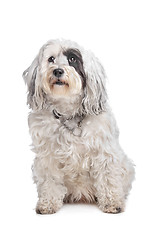 Image showing Tibetan Terrier