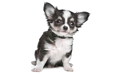 Image showing Long haired chihuahua puppy