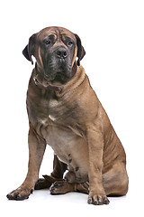 Image showing Boerboel