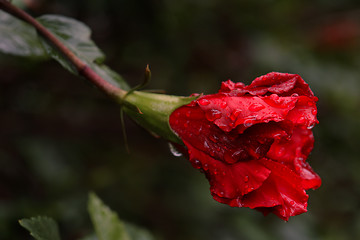 Image showing the ecuadorian flower