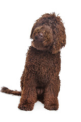 Image showing Brown Labradoodle