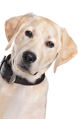 Image showing yellow Labrador