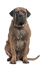 Image showing Boerboel