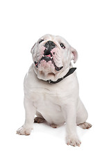 Image showing English Bulldog