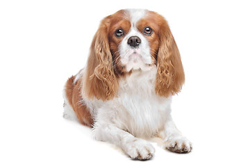 Image showing Cavalier King Charles Spaniel Blenheim