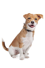 Image showing mixed breed dog