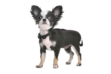 Image showing Long haired chihuahua puppy