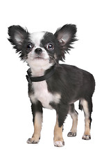 Image showing Long haired chihuahua puppy