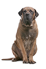 Image showing Boerboel