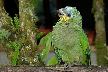 Image showing the parrot