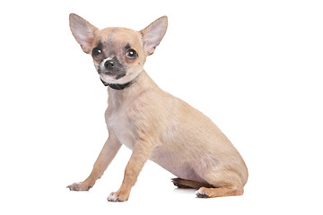 Image showing short haired chihuahua