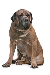 Image showing Boerboel