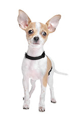 Image showing Short haired chihuahua