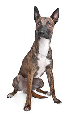 Image showing Belgian Shepherd Dog Malinois