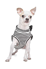 Image showing dressed chihuahua