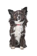 Image showing long haired chihuahua