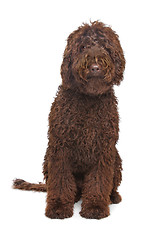 Image showing Brown Labradoodle