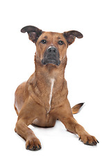 Image showing mixed breed dog