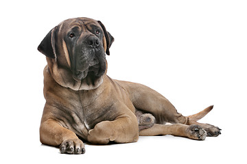 Image showing Boerboel