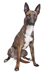 Image showing Belgian Shepherd Dog Malinois