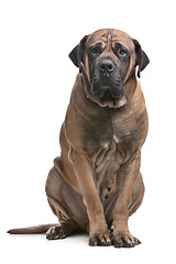 Image showing Boerboel