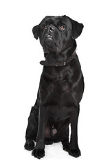 Image showing black mixed breed dog