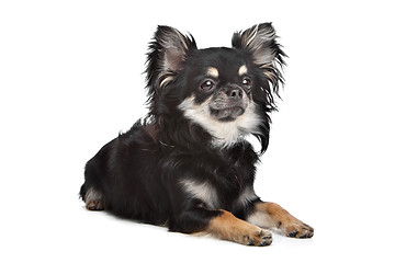 Image showing long haired chihuahua