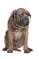 Image showing Boerboel