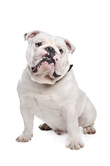 Image showing English Bulldog