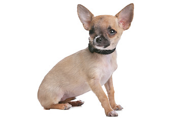 Image showing short haired chihuahua