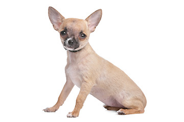 Image showing short haired chihuahua