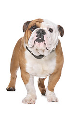 Image showing English Bulldog