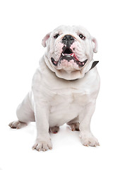 Image showing English Bulldog