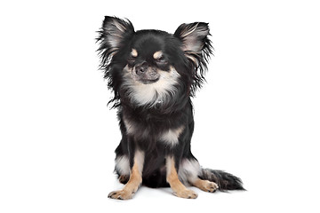 Image showing long haired chihuahua