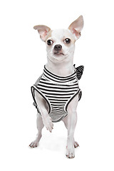 Image showing dressed chihuahua