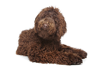 Image showing Brown Labradoodle