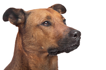 Image showing mixed breed dog