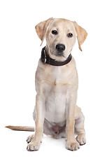 Image showing yellow Labrador