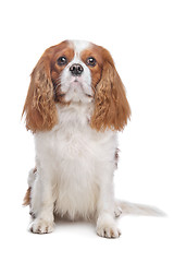 Image showing Cavalier King Charles Spaniel Blenheim