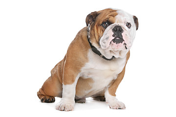 Image showing English Bulldog