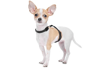 Image showing Short haired chihuahua