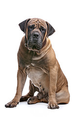 Image showing Boerboel